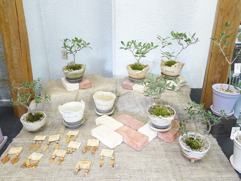 濱村裕子さんの陶器に植え込んだオリーブの盆栽